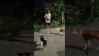 Street Dog Feeding Day 8 #streetdog #straydogs #streetdogslife #straydogsfeeder #shathanpriyan #dog