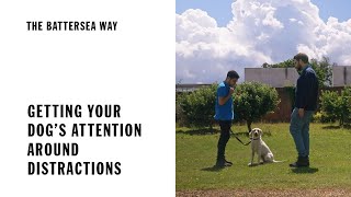 Getting your dog's attention around distractions | The Battersea Way