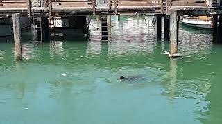 Sea lion in San Francisco