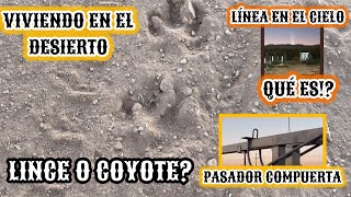 128~ LINCE, GATO MONTES o COYOTE🔥LÍNEA EN EL CIELO🔥PASADOR PARA EL PORTÓN 🌵#vlog #desierto #campo