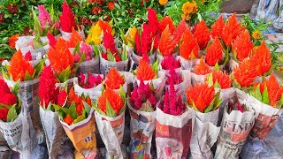 Galiff Street Flower Plants Market In Kolkata | Winter Season Flower Plants Price Update