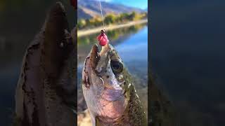 Fly Fishing Rainbow Trout with a Spinning Combo! #shorts #subscribe #river #fish #pondfishing