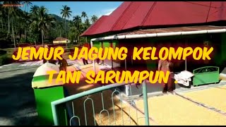 JEMUR JAGUNG KELOMPOK TANI GUCI SARUMPUN.. SUMATERA BARAT