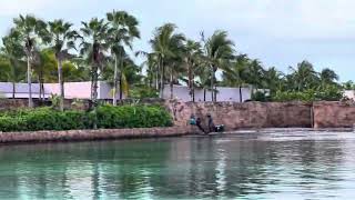 Dolphin Cay at Atlantis Bahamas