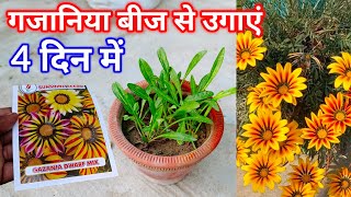 सितंबर मे गजानिया का बीज लगायें / How To Grow Gazania by Seeds / गजानिया के बीज कैसे लगाये