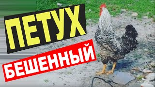 Бешенный тепух! Пьяный водитель маршрутки!