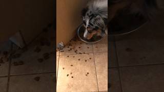 Australian Shepherd makes a mess with food #pets #australianshepherd #funnydogs #cute