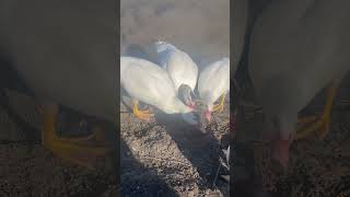 Ducks eating food #ducks #duck #babyanimal #animal #duckquack #babybird #babyducks #animals