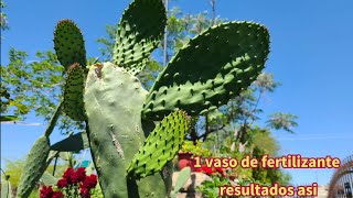 muchos nopales producen cuando están bien fertilizado se llenan en pocos días