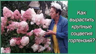 Гортензия метельчатая - как получить огромные соцветия? Как ухаживать? Как и когда обрезать?