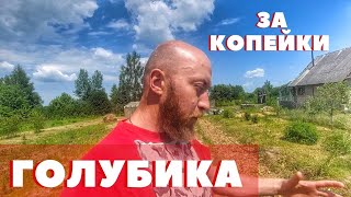 ПОСАДИЛ ГОЛУБИКУ ДЕШЁВЫМ СПОСОБОМ! ГРУНТ ДЛЯ ГОЛУБИКИ ЗА КОПЕЙКИ...