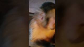 Cute monkey and puppy playing