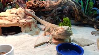 Bearded Dragon Eating Superworms