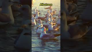 A is for Albatross #animals #education #learning #shorts #fyp #viral #kids #youtube #youtubeshorts