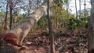 cara tebang kayu sengon merah #tebangpohonsengon #chainsawman