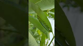 🐛🦋🧚BEAUTIFUL GREEN CATERPILLAR WORMS🐛🥰| 1K Sub Thxs