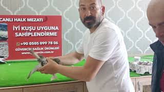 akşam bomba mezat var