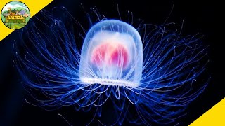 This Animal Is Immortal (Turritopsis Dohrnii)