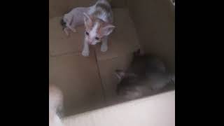 dunia anak kucing yang heboh!  induk kucing menyusui anaknya! #anakkucing(2)