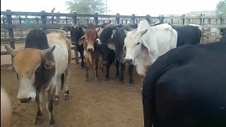 Gado de Corte e Para Confinamento em Tabira PE