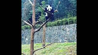 spider panda