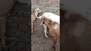 Goat AI #goat #cow #animals #animallover #automobile #animal #goatfarming #trending #pregnant