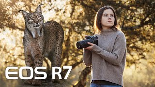 A DREAM COME TRUE! I photograph the Iberian LYNX - Canon EOS R7