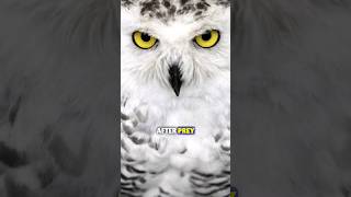 Snowy Owl 🦉 The Skilled Arctic Hunter #shorts