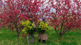 The Wild Mustard Greens: Prepare and Cooking