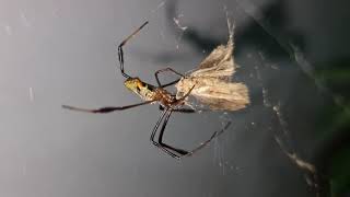 Golden Orb Weaver feeding after moult #ArachnoShorts