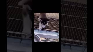 Funniest Cats And Dogs Videos - Best Funny Animal Videos 🤣 #SHORTS