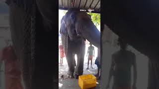 An Elephant at a grocery store