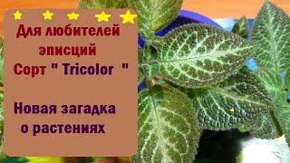 Для любителей эписций // Характеристика сорта "  Tricolor " // Новая загадка о растениях