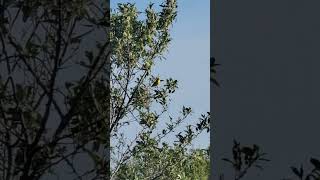 so beautiful American gold finch singing 😍 please like comment subscribe share follow me, thanks