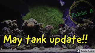 Fluval Flex 32g/123L May 2020 Reef Tank Update