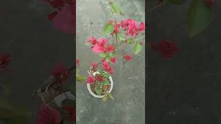 beautiful Bougainvillea 🥰🥰#bougainvillea