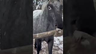 🤣🐴"Horsin Around: When Horses Master Comedy!