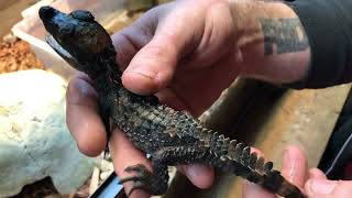 Baby Smooth Front Dwarf Caiman Calling for Mom!!