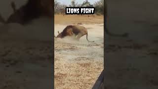 Lions fight #shorts #viral #trending