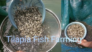 Secrets to Successful Tilapia Fish Farming(Part 2)