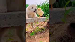 cute dog is' respect 😜#dog#doglover#respect#respectshorts#shorts#short#shortsviral#ytshorts