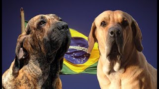 El Poderoso Perro fila brasileiro| raza mas popular de Brasil