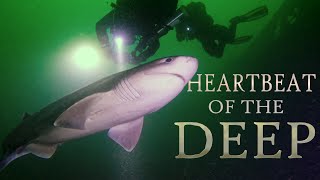 Heartbeat of the Deep (Full Story) | Divers See Sixgill Shark on Shipwreck