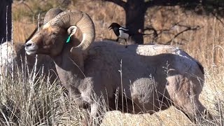 Big Horn Sheep at Garden of the Gods in Colorado Springs Colorado