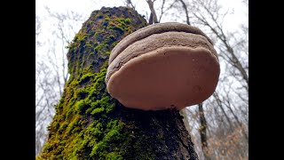 Iasca pe numele de fata, altfel Fomes fomentarius...