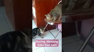 #kucing#Memang, Suka Ikan Asin