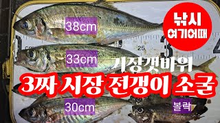 기장권 갯바위 3짜 전갱이(시장 전갱이) 소굴을 만나다/아징루어낚시/대변방파제/부산기장권방파제낚시조황/부산낚시/기장갯바위낚시/방파제생활낚시