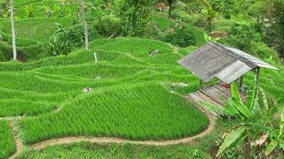 Ngabuburit Enaknya disini, Saung tengah Sawah bersama Angin Sepoi2. Selamat Buka Puasa Teman2