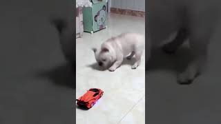 Funny & Cute dog vs Transformer