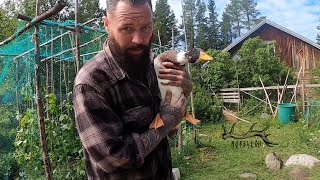 The Cheapest way to fence off an area | DIY fertilisers | Off Grid Lifestyle Vlog